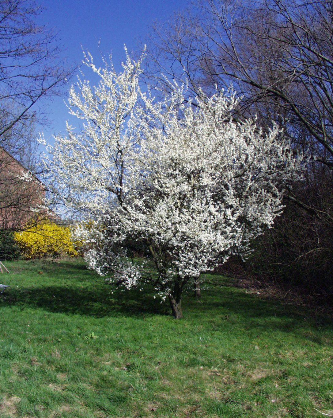 prunus domestica subsp. syriaca